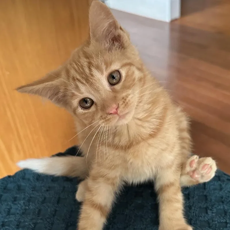 A baby small-sized male Orange / Red Domestic Short Hair cat named Osage for adoption in La Grange, KY
