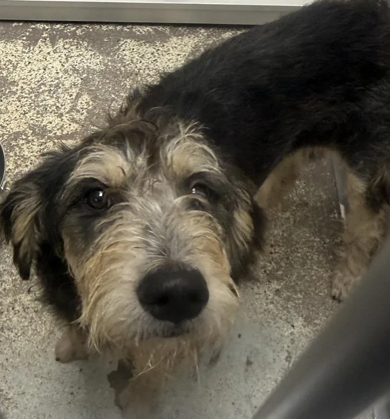 A baby medium-sized male Poodle dog named Biscoff for adoption in Little Rock, AR