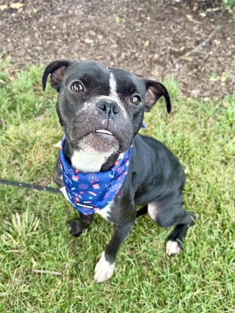 An adult medium-sized female Boston Terrier dog named Laverne for adoption in Olivette, MO