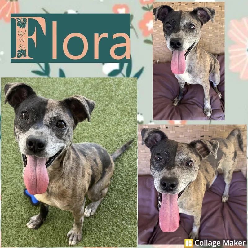 An adult medium-sized female Catahoula Leopard Dog dog named Flora for adoption in Clearfield, PA