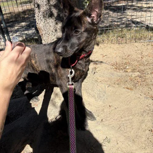 A baby medium-sized female Brindle Dutch Shepherd dog named Ursula for adoption in Sanford, NC