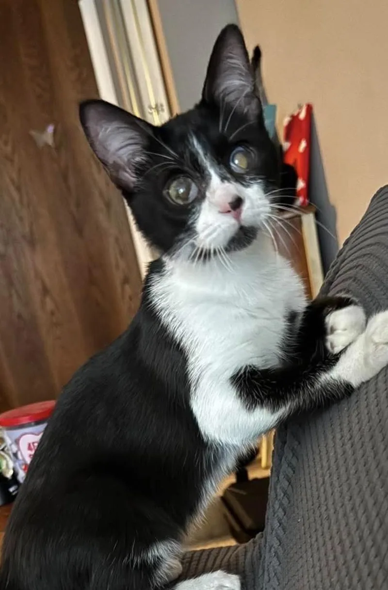 A young small-sized female Domestic Short Hair cat named Cherry Bomb for adoption in Lockport, IL