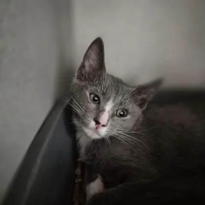 Frans Lanting Cat