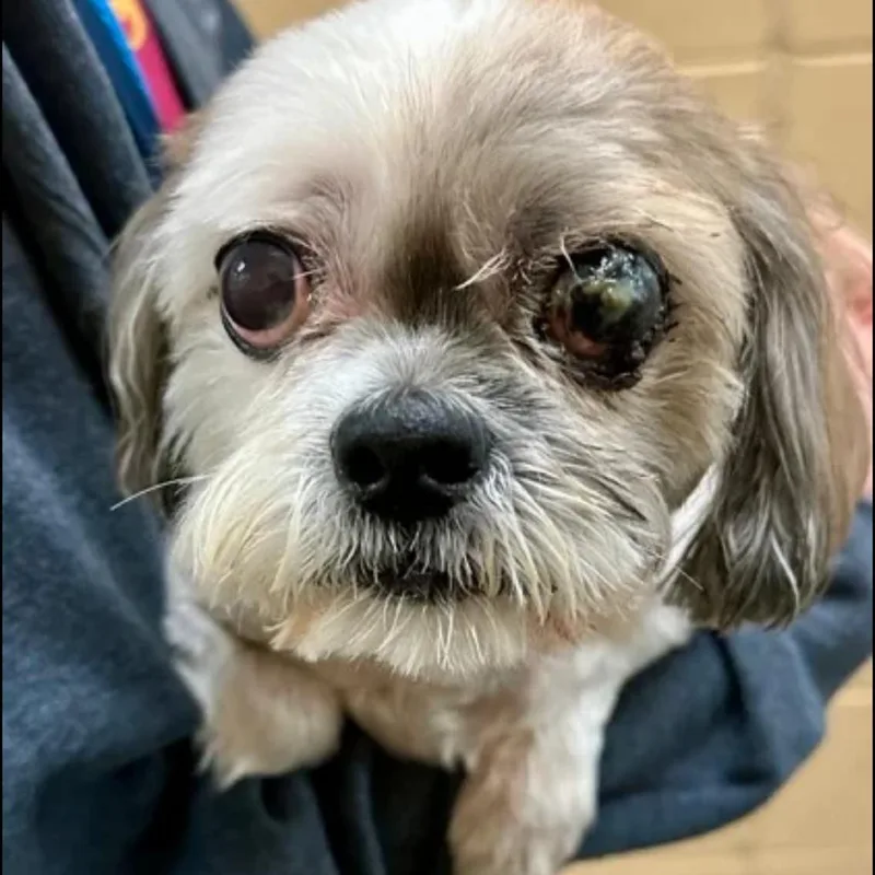 A senior small-sized male White / Cream Maltese dog named Mitch for adoption in Spring Hill, KS