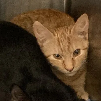 A baby medium-sized female Tabby (Orange / Red) Domestic Short Hair cat named Caicos for adoption in Prince Frederick, MD
