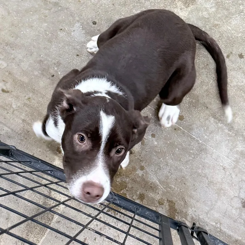 A young medium-sized male Brown / Chocolate Australian Cattle Dog / Blue Heeler dog named Paulie for adoption in Franklin, PA