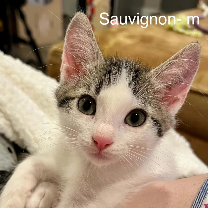 Sauvignon Blanc