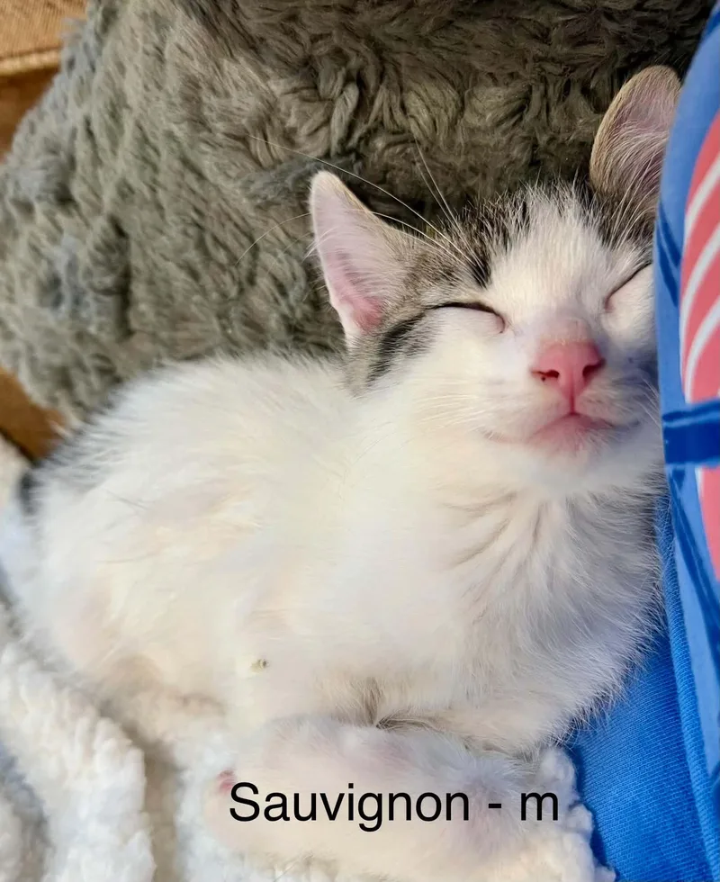 Sauvignon Blanc thumbnail 2