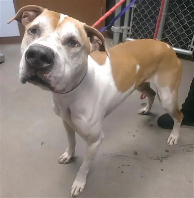 An adult large-sized male Boxer dog named Buck for adoption in Phoenix, AZ