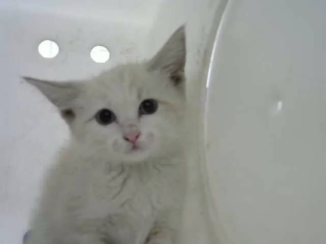 A baby small-sized male Domestic Short Hair cat named Sunset for adoption in Albuquerque, NM
