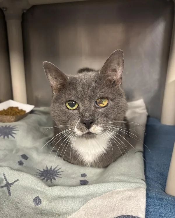 An adult small-sized male Domestic Short Hair cat named Terminator for adoption in Richmond, VA