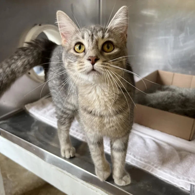 A young medium-sized female Gray / Blue / Silver Domestic Long Hair cat named Miss Fluffernutter for adoption in Delaware, OH