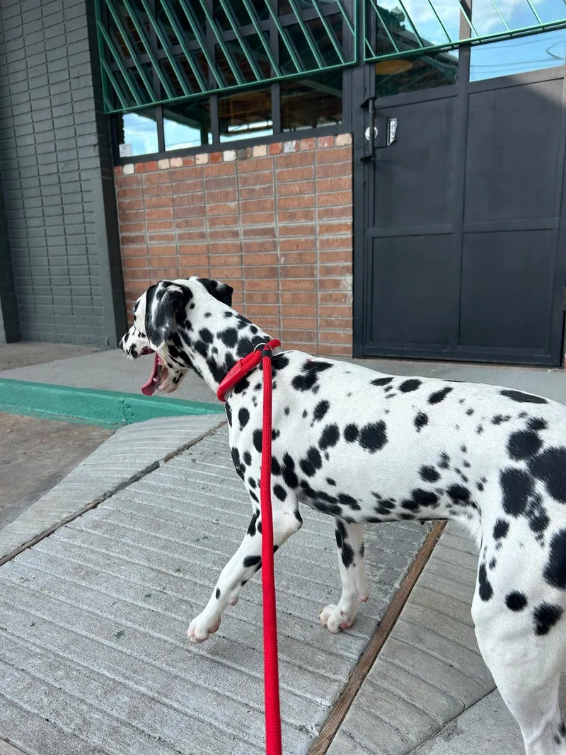 A young medium-sized female Black Dalmatian dog named Dottie for adoption in South Houston, TX