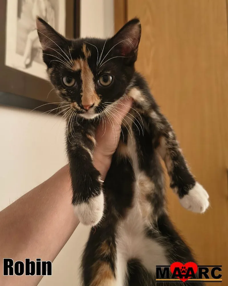 A baby medium-sized female Domestic Short Hair cat named Robin for adoption in Maryville, TN