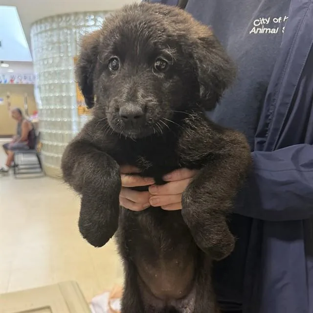 A baby medium-sized female Labrador Retriever dog named Blair for adoption in Huntsville, AL