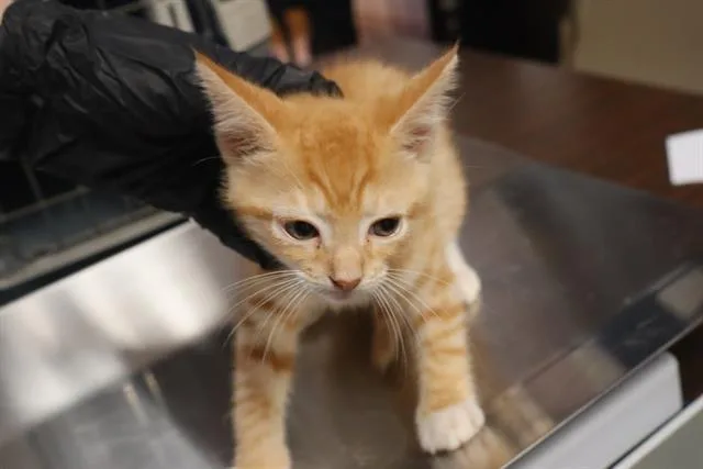 A baby small-sized female Domestic Short Hair cat named Pippin for adoption in Columbia, SC
