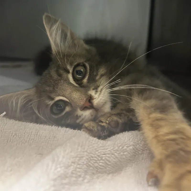 A baby small-sized male Gray / Blue / Silver Domestic Long Hair cat named Winter for adoption in Chattanooga, TN