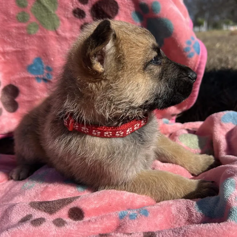 A young medium-sized female Yellow / Tan / Blond / Fawn German Shepherd Dog dog named Roxy for adoption in Aledo, TX