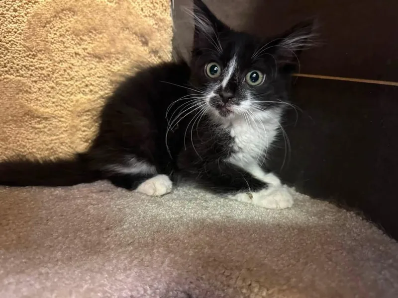 Domino