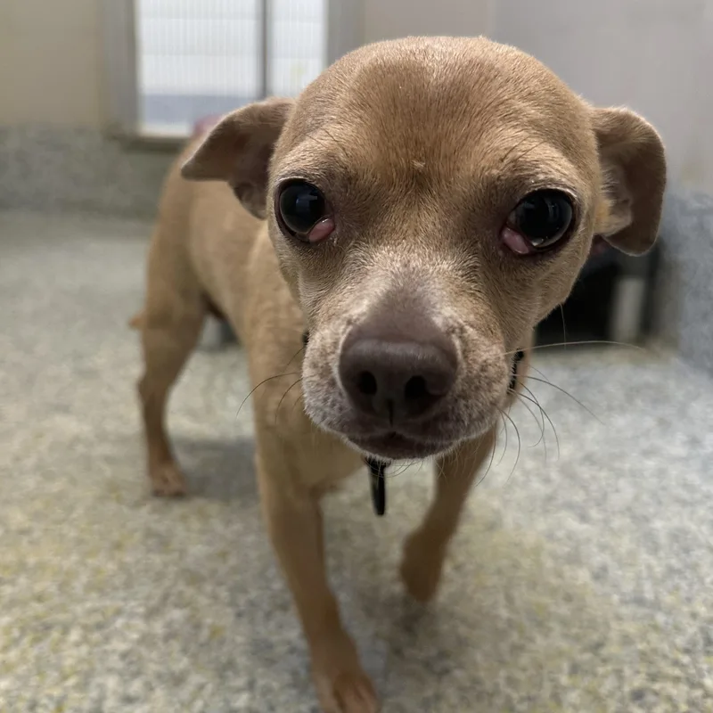 An adult small-sized male Yellow / Tan / Blond / Fawn Chihuahua dog named Copito for adoption in Manassas, VA