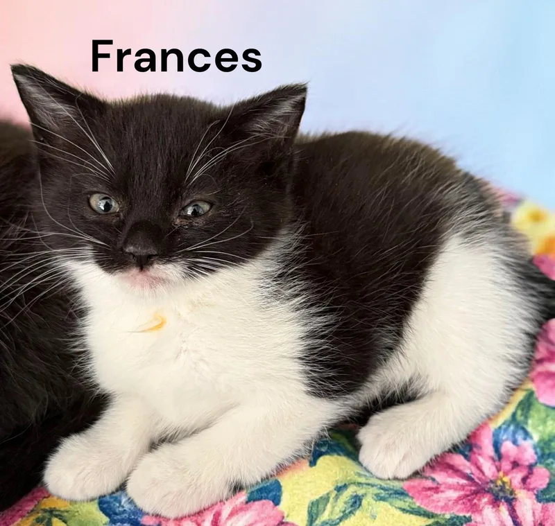 A baby medium-sized female Black & White / Tuxedo Domestic Short Hair cat named Frances for adoption in Weems, VA