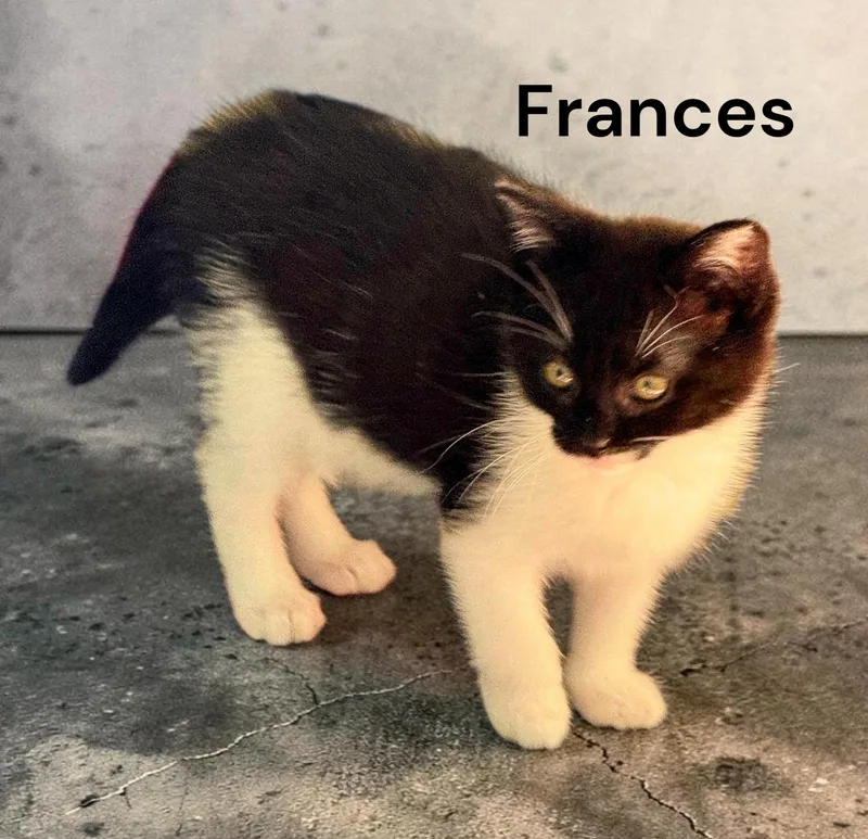 Frances thumbnail 2
