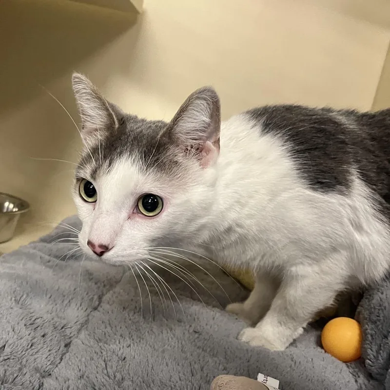 An adult medium-sized male Gray / Blue / Silver Domestic Short Hair cat named Winston for adoption in Hinsdale, IL