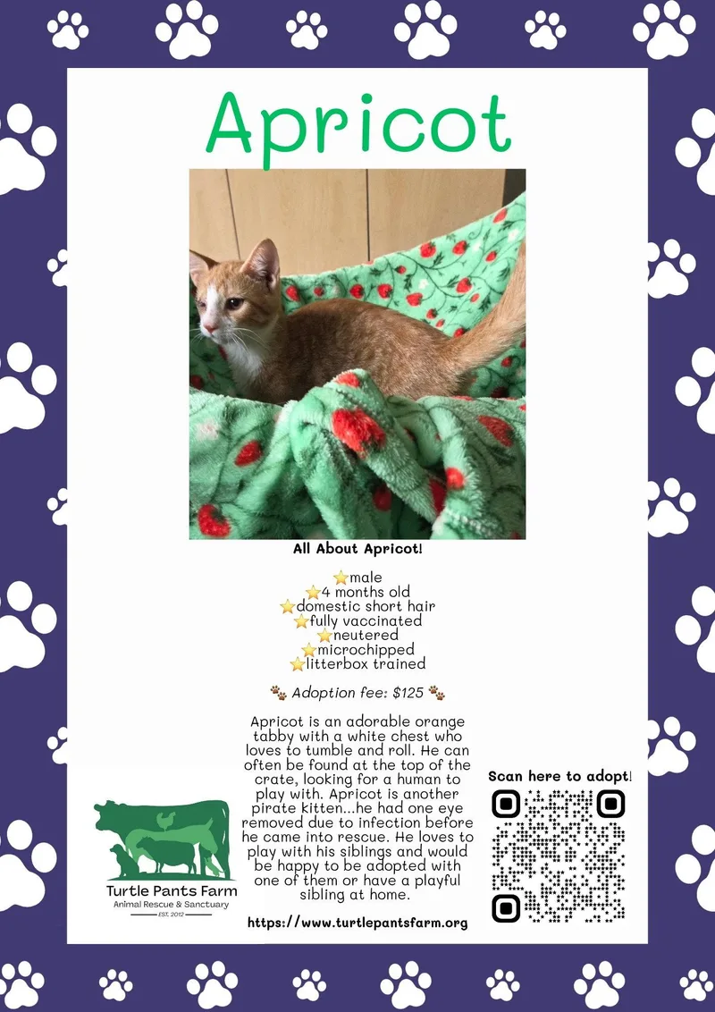 A young medium-sized male Orange / Red Domestic Short Hair cat named Apricot for adoption in Pittsboro, NC
