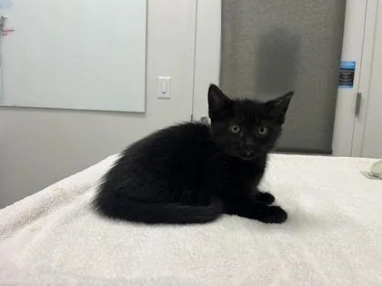 A baby small-sized male Black Domestic Short Hair cat named Cleveland! for adoption in Kansas City, MO