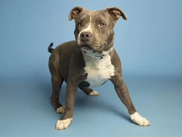 A young medium-sized male Pit Bull Terrier dog named Chirpie for adoption in Phoenix, AZ