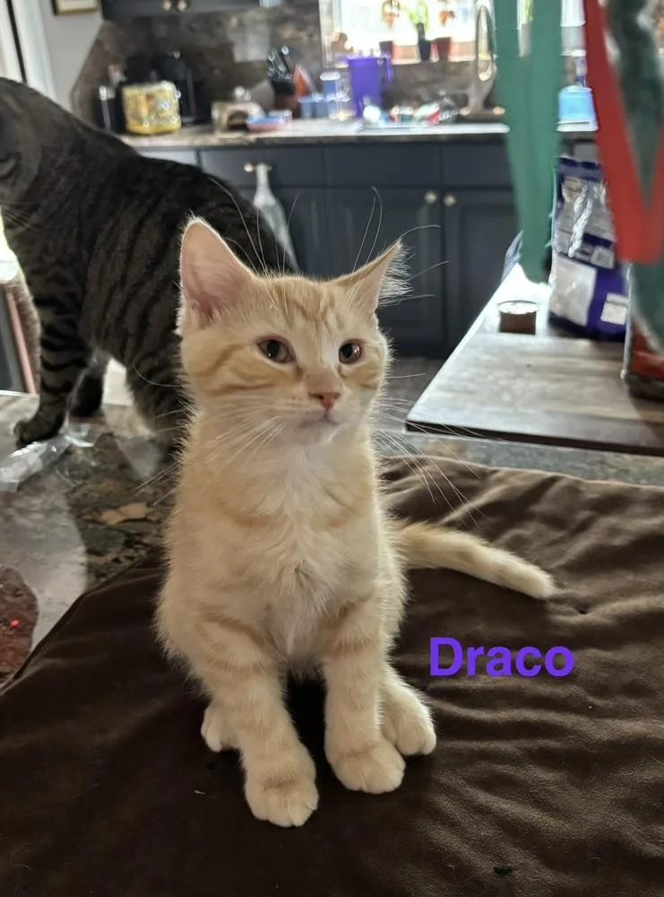 A baby medium-sized male Tabby (Orange / Red) Domestic Short Hair cat named Draco for adoption in Clinton Township, MI