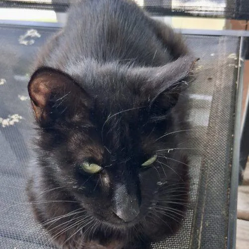 A young medium-sized female Black Domestic Short Hair cat named Sage for adoption in Seven Valleys, PA