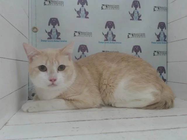 A young small-sized male Domestic Short Hair cat named Little Red for adoption in Orlando, FL