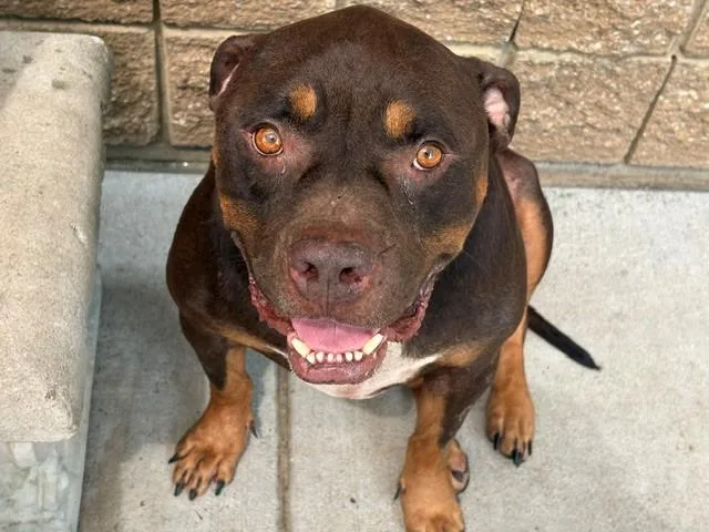 An adult extra large-sized male Pit Bull Terrier dog named Mr. Brown for adoption in Tulsa, OK