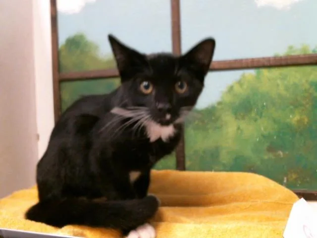 A baby small-sized male Domestic Short Hair cat named Larry for adoption in Houston, TX