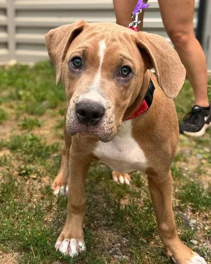 A baby large-sized male Labrador Retriever dog named Big Bass for adoption in Elmira, NY