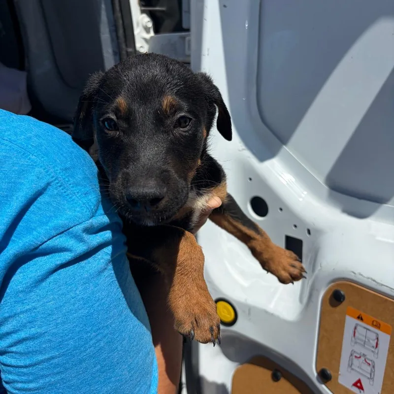A baby small-sized male Black Labrador Retriever dog named Auggie for adoption in Bernalillo, NM