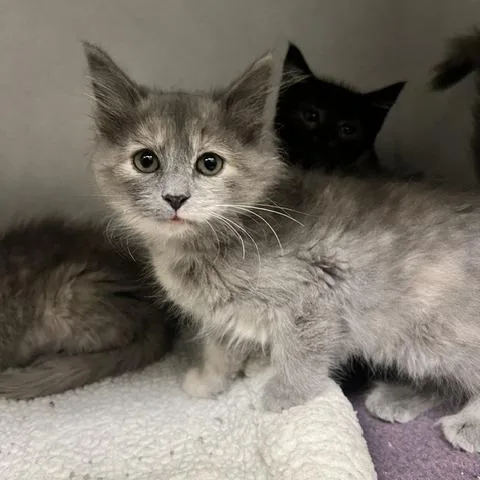 A baby small-sized female Domestic Long Hair cat named Moyra for adoption in Dayton, OH