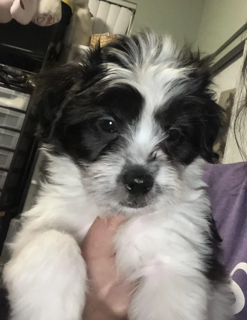Bandit