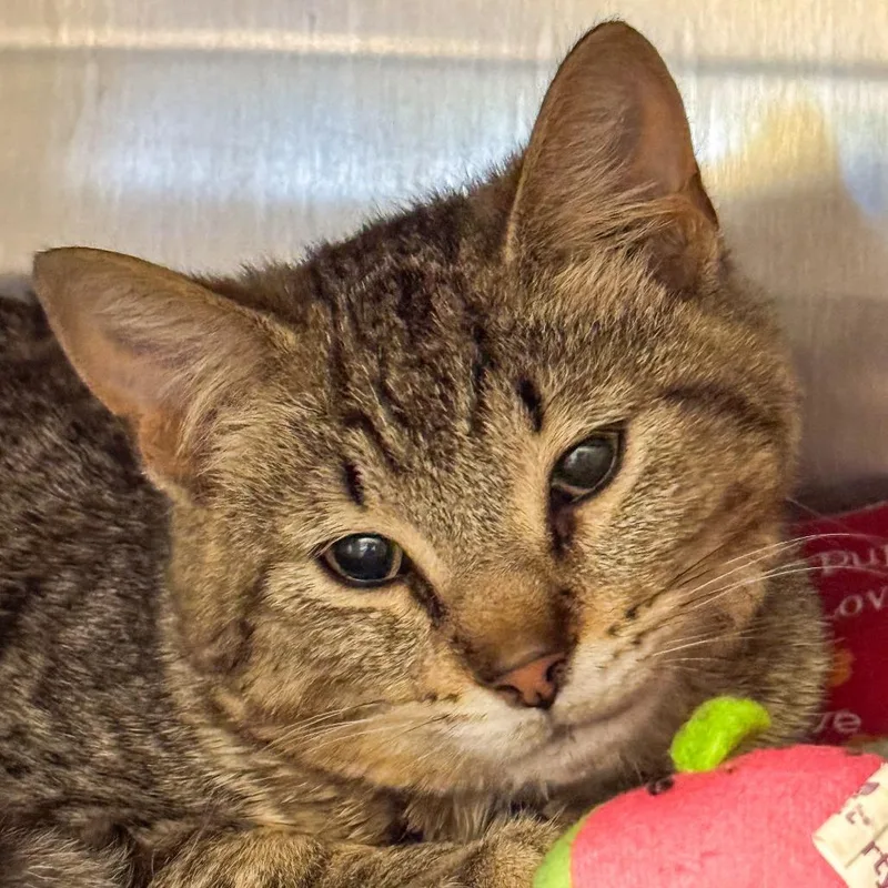 A young medium-sized male Brown / Chocolate Domestic Short Hair cat named Ralphie for adoption in Kennebunk, ME