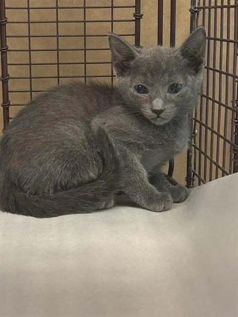 A baby small-sized male Domestic Short Hair cat named Max for adoption in Miami, FL