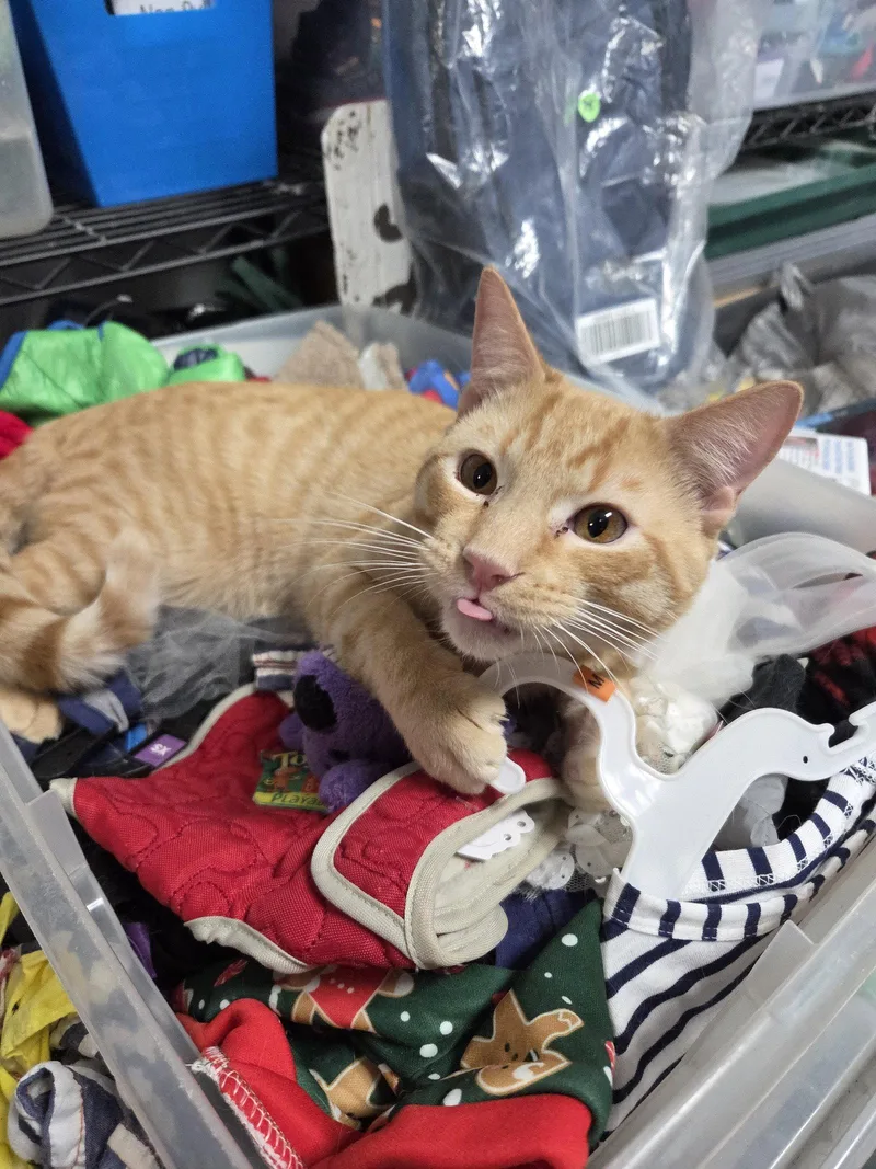 A young medium-sized male Orange / Red Domestic Short Hair cat named Tater for adoption in St. Ann, MO