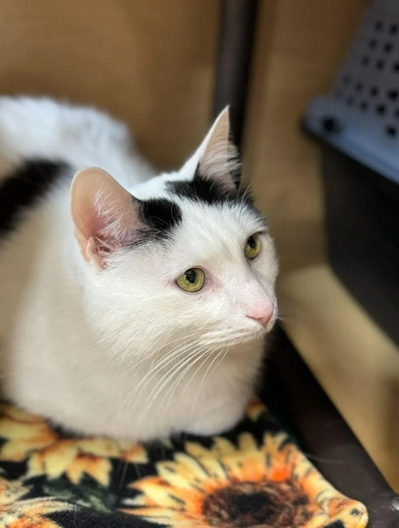 Obiwan Kenobi thumbnail 2