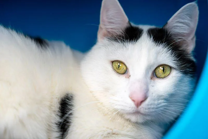 Obiwan Kenobi thumbnail 3