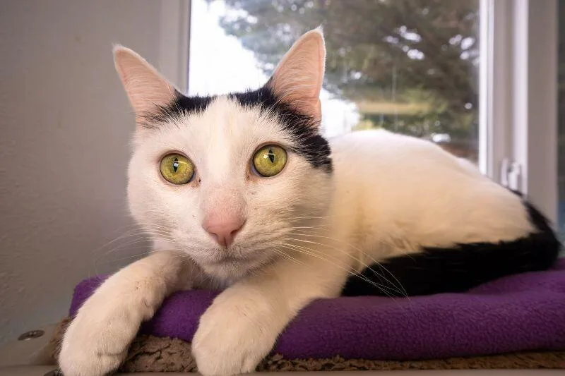 Obiwan Kenobi thumbnail 4