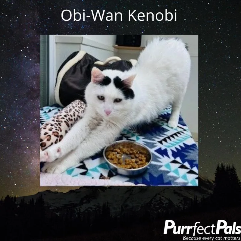 Obiwan Kenobi thumbnail 5