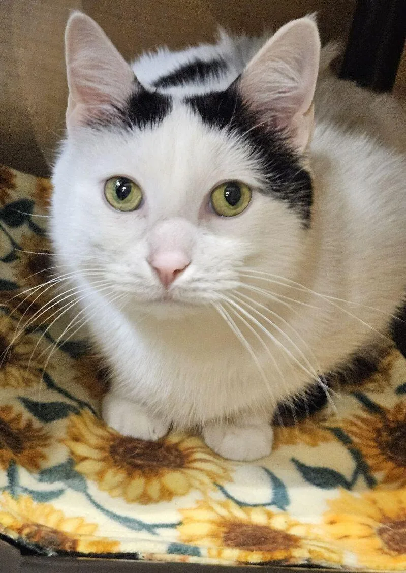 Obiwan Kenobi thumbnail 6