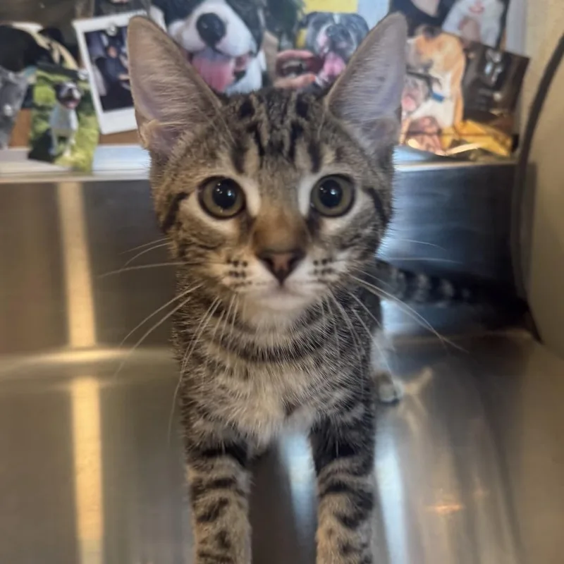A baby small-sized female Brown / Chocolate Domestic Short Hair cat named Catrina Aguilera for adoption in Louisville, KY