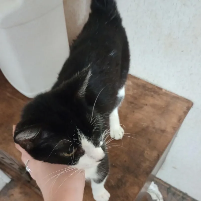 An adult medium-sized female American Shorthair cat named Bellini for adoption in mount vernon, AR