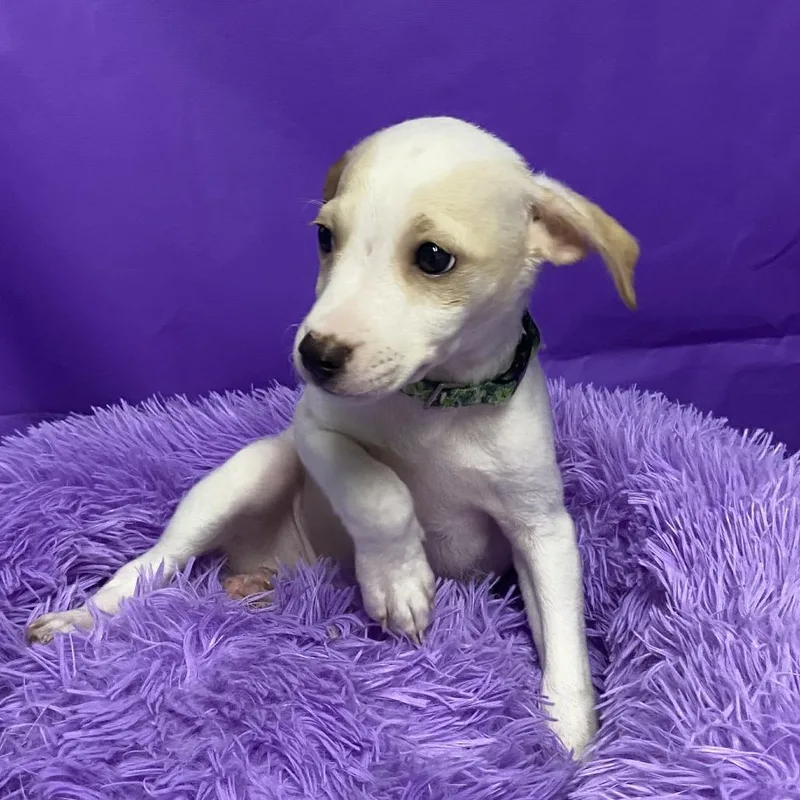 A baby small-sized male White / Cream Miniature Poodle dog named Hashbrowns for adoption in North Myrtle Beach, SC